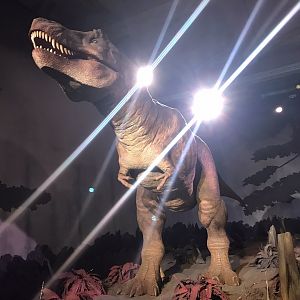 Tyrannosaurus animatronic
