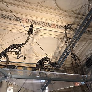 Dromeosaurus skeletons