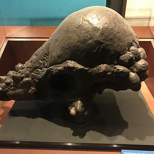 Pachycephalosaurus skull