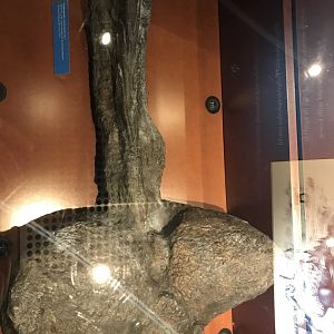 Euplocrphalus club tail