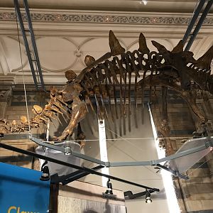 Tuojiangosaurus skeleton