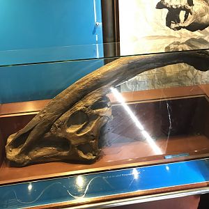 Parasaurolophus skull