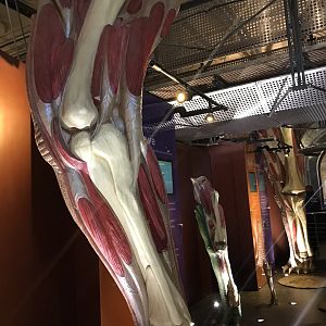 Dinosaur muscle casts