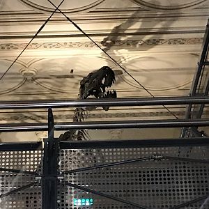 Albertosaurus skeleton