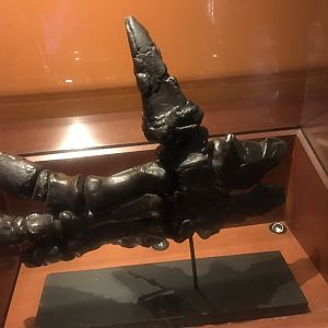Iguanodon hand