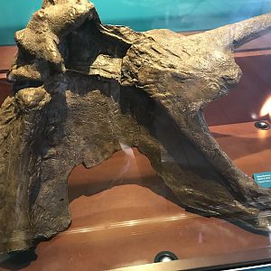 Edmontosaurus skin