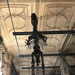 Allosaurus skeleton front