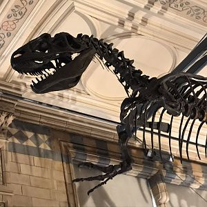 Allosaurus skeleton closeup