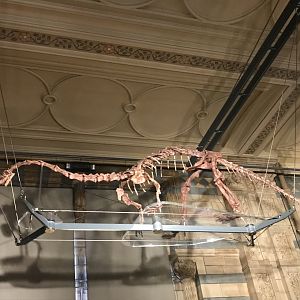 Massospondylus skeleton