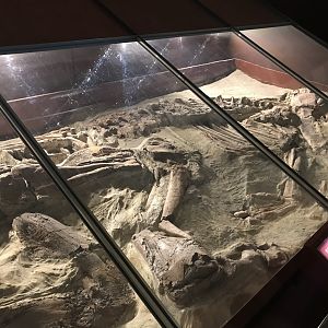 Edmontosaurus fossil