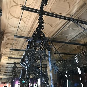 Iguanodon skeleton
