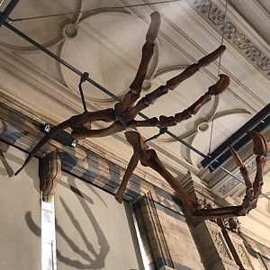 Deinocheirus skeleton