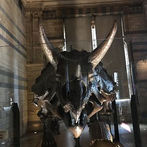 Triceratops skeleton front