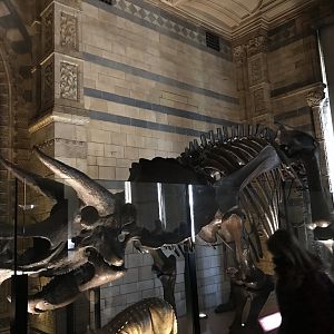 Triceratops skeleton