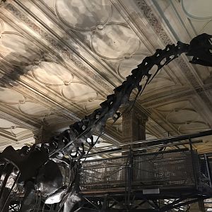 Camarasaurus skeleton