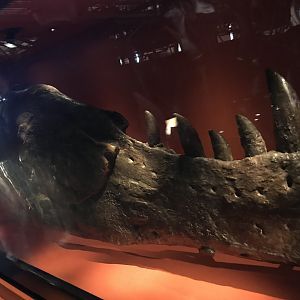 Tyrannosaurus jawbone