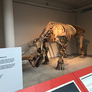 Prehistoric rhino skeleton