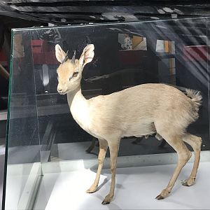 Dik dik