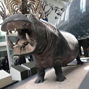 Hippopotamus