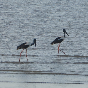 Black-Necked Stork
