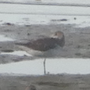 Nordmann's Greenshank