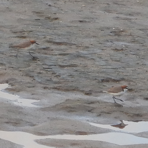 Red-Capped Plover