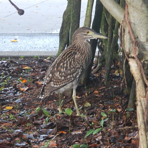 Nankeen Night-Heron juvenile