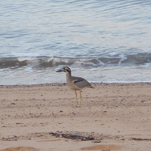 Beach Stone-Curlew