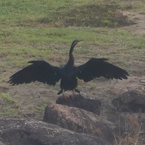 Australasian Darter