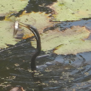 Catch of the Day - Australasian Darter