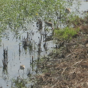Comb-Crested Jacana