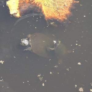 Krefft's River Turtle