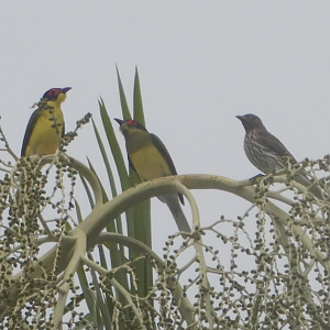 Australasian Figbird