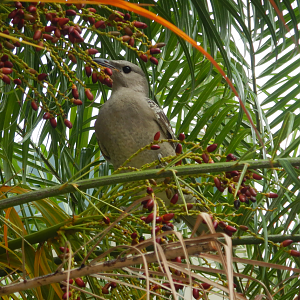 Great Bowerbird