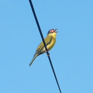 Australasian Figbird