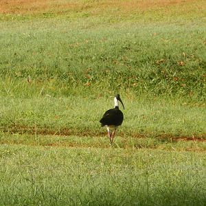 Straw-Necked Ibis