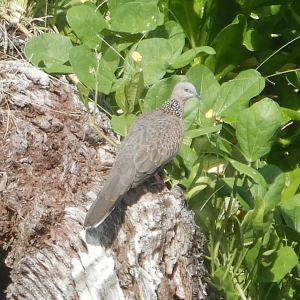 Spotted Dove