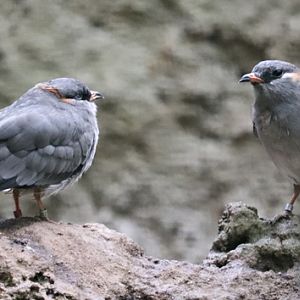 Rufous-collared pratincole (Glareola nuchalis liberiae)