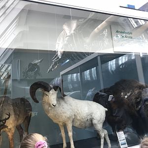 Musk ox, Dall sheep and reindeer