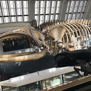 Right whale skeleton