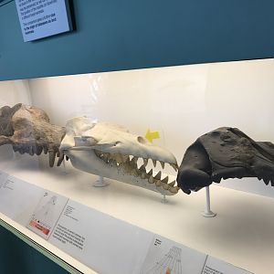 Andrewsarchus and cynodont skulls