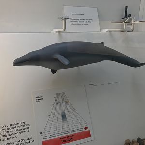 Whale model