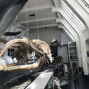 Right whale skeleton