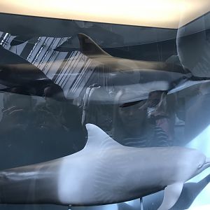 Spinner dolphin and bottlenose dolphin