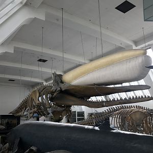 Sperm whale skeleton