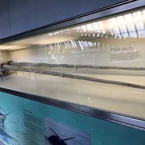 Double tusked narwhal