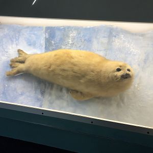 Harp seal