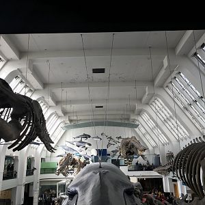 Animal hall (unsure what it’s called)