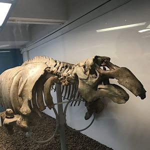 Steller’s sea cow skeleton