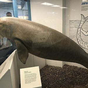 Dugong